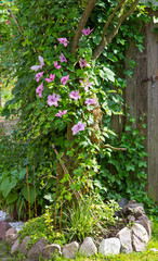 Clematis and Evy are growing in the Garden around a Tree.