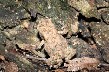 This is a photo of one kind of toad, was taken in XiaMen exhibition garden, China.