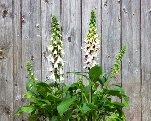 Foxglove or Digitalis planted in frond of a woooden wall.