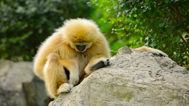 Video 1080p - Single female lar gibbon guarding her precious banana while resting on a big rock in her habitat enclosure at Chiang Mai Zoo in Thailand.