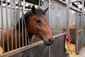 Cheval dans un box