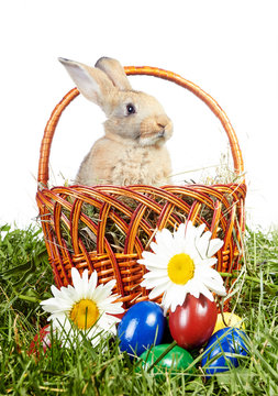 Little light red rabbit sitting in Easter basket
