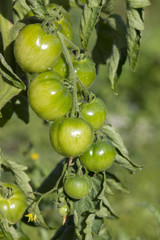 Green Tomatoes in a garden
