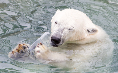 Close-up of a polarbear (icebear)