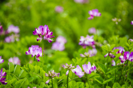 Beautiful blossoming astragalus flowers in spring