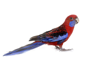 Crimson rosella in studio