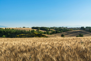 Fototapeta na wymiar paysage de campagne avec champ de blé