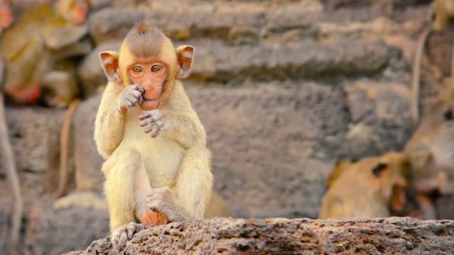 1920x1080 video - Baby Crab Eating Macaque, sitting on a rock and scratching his face before wandering off camera in Phra Prang Sam Yod, Thailand.