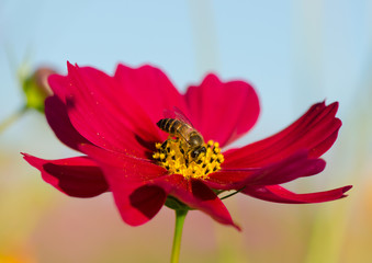 Bee on red cosmos flower with blue sky background, macro.