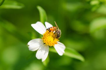 Bee on wild grass flower with green background.