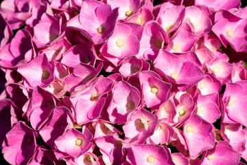 Macro photo of pink hydrangea flowers (Hortensia or Ortensia)