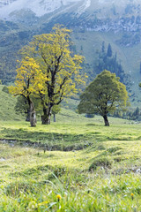 Drei Ahornbäume im Ahornboden in Tirol (mattes Licht)