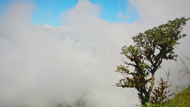 Video 1080p - Tree, gnarled and distorted by high altitude winds, growing from a mountainside above the cloudline over Chiang Mai, Thailand.