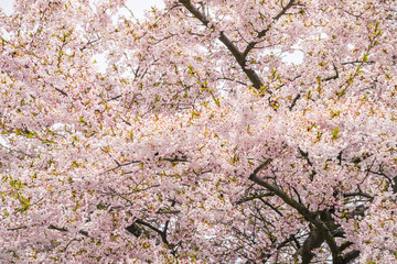 Sakura japanese cherry tree pink blossom flower bloom branch spring texture background