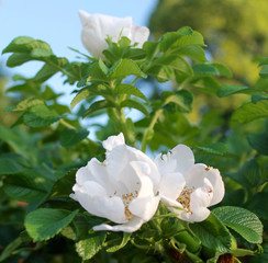 Multiflora Rose