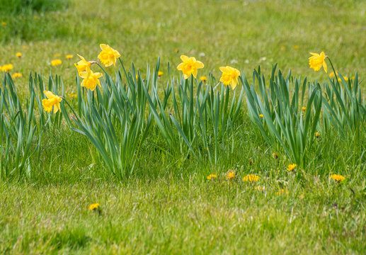First spring green meadow grass field yellow daffodil narcissus flower plant easter day