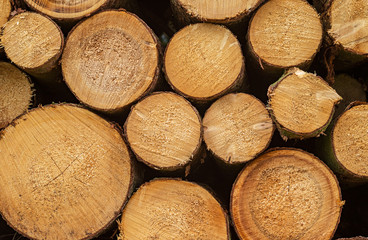 Log lumber timber trees round ring pine spruce tree-ring detail close-up