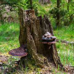 Tree forest timber wood stump moss decay fungus fungi mushroom polypore wild background