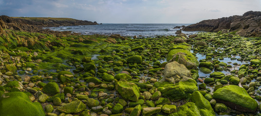 algues marine sur les rochers