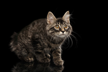 Cute crouched Kurilian Bobtail Kitty with Big Round eyes Curious Looking up, Isolated Black Background, Front view, Funny Cat Face, without tail
