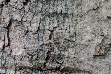 tree bark