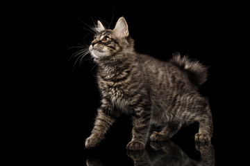 Cute crouched Kurilian Bobtail Kitty with Big Round eyes Curious Looking up, Isolated Black Background, Side view, Funny Cat Face, without tail