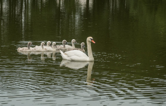 A view of happy family of swans floating on the water