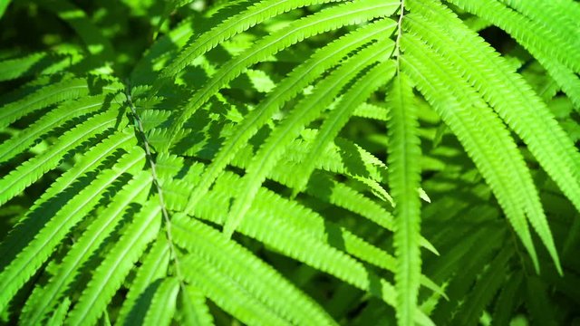 Video 1080p - Slowly zooming out from a close-up view of wild fern plants in the sun bright in Southeast Asia.