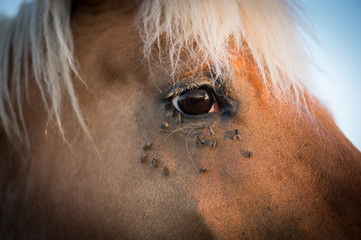 Chevaux