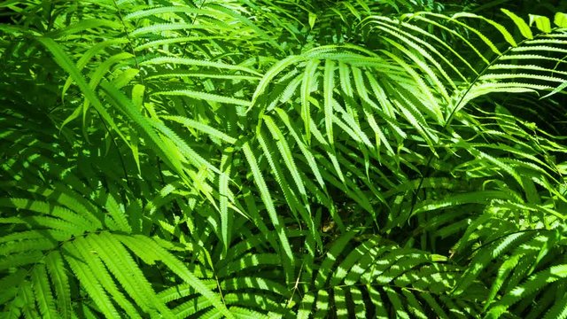 UHD video - Camera tracking across densely packed foliage of ferns in this tropical, Thai jungle. Delicately arrayed leaves splay outwards to capture the sunlight.