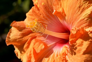 Fototapeta na wymiar Close up of a beautiful orange Hibiscus blossom