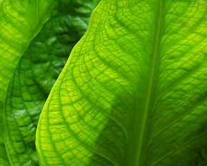 Fototapeta premium SkunkPlant
