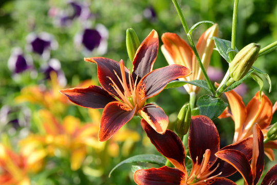 Fototapeta Blumen 607