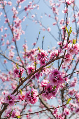 detail of blossom peach tree