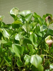 Obraz premium Hyacinth Beach