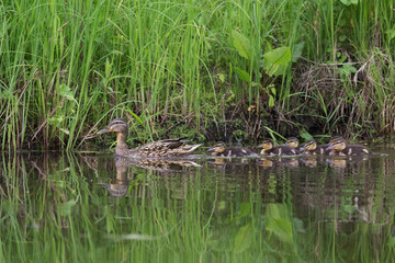 Duck with ducklings