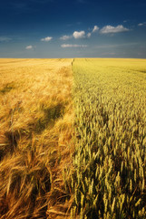 Golden wheat farmfield with blue cloudy sky in Hungary