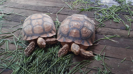 Sulcata tortoises on wooden floor with vegetable