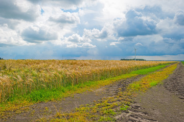Fototapeta na wymiar Field with yellow grain in summer