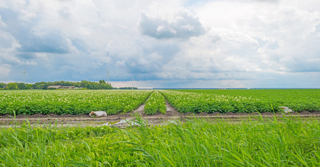 Field with vegetables in summer
