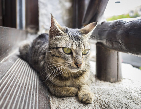 Stray Cat