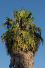 Palma 