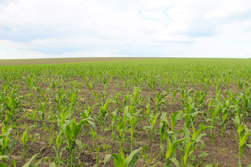Fototapeta na wymiar Young corn plants on field