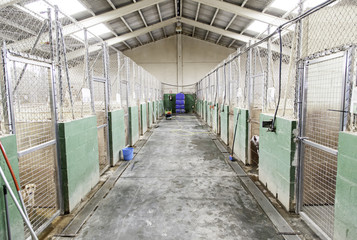 Obraz premium Dog cage Hall