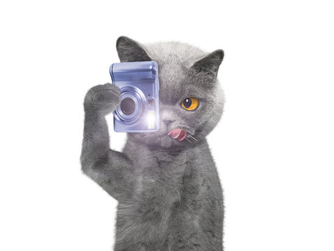 cat is going to take pictures of something