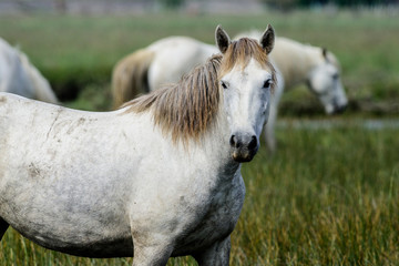 Obraz premium Konie na wolności