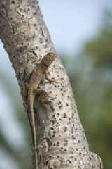 Lizard on the tree