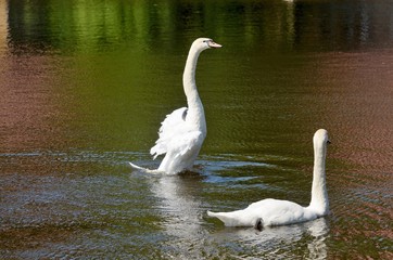 Beautiful swans on the water.