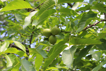 green walnuts on the tree