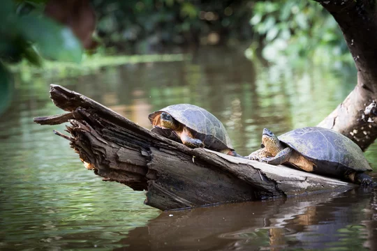 Parc national de Tortuguero
